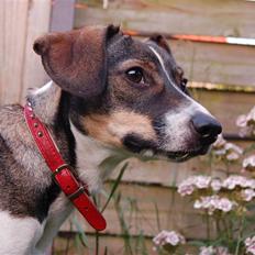 Dansk svensk gaardhund Thilde 