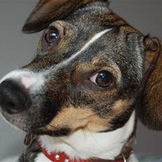 Dansk svensk gaardhund Thilde 