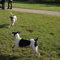Dansk svensk gaardhund Thilde 
