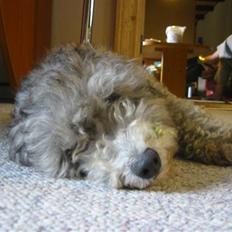 Dværgpuddel Happy (Pullerfis) RIP