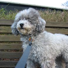 Dværgpuddel Happy (Pullerfis) RIP