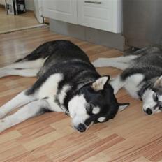 Alaskan malamute Pink