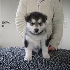 Alaskan malamute Pink