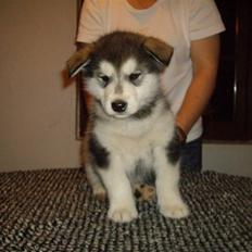Alaskan malamute Pink