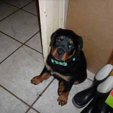 Rottweiler ALPHA + 8-02-2010