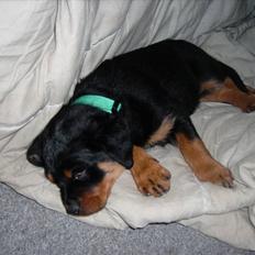 Rottweiler ALPHA + 8-02-2010