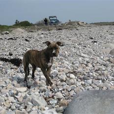 Amerikansk staffordshire terrier Keyla