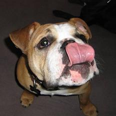 Engelsk bulldog Bella * bor her ikke mere :-(