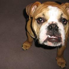 Engelsk bulldog Bella * bor her ikke mere :-(