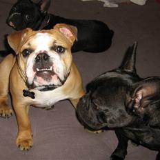 Engelsk bulldog Bella * bor her ikke mere :-(