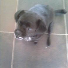 Blanding af racer Trunte