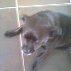 Blanding af racer Trunte