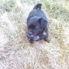 Blanding af racer Trunte