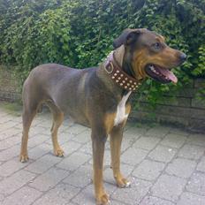 Blanding af racer HOOTCHIE