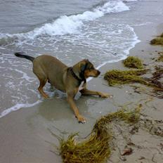 Blanding af racer HOOTCHIE