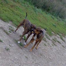 Blanding af racer HOOTCHIE