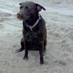 Labrador retriever Beddy B 