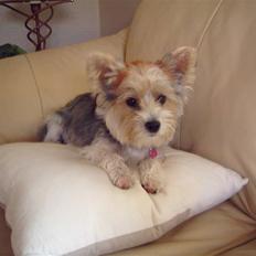 Biewer yorkshire terrier * Baby Doll *