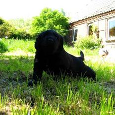 Blanding af racer Loulou