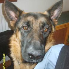 Schæferhund Taico. 2008-2010. R.I.P