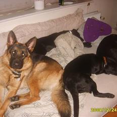 Schæferhund Taico. 2008-2010. R.I.P