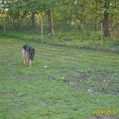 Schæferhund Taico. 2008-2010. R.I.P