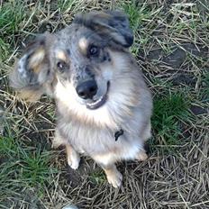 Blanding af racer Idaho