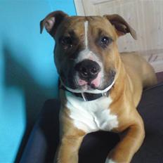 Amerikansk staffordshire terrier Chaos