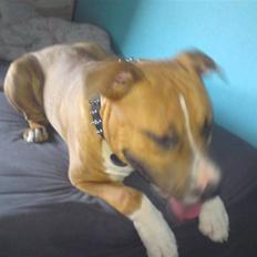 Amerikansk staffordshire terrier Chaos