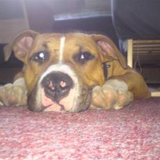 Amerikansk staffordshire terrier Chaos