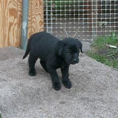 Blanding af racer Henning