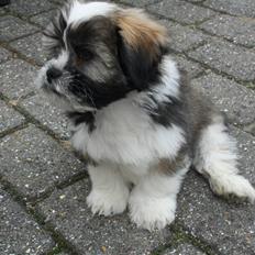 Lhasa apso Rubin