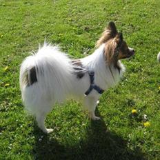 Papillon Gizmo