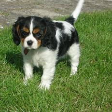 Cavalier king charles spaniel Gismo