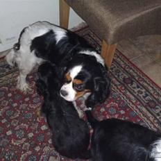 Cavalier king charles spaniel Gismo