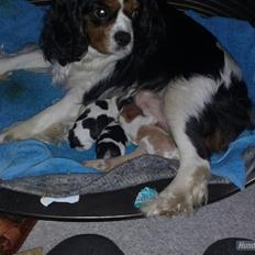 Cavalier king charles spaniel Gismo