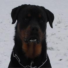 Rottweiler Armani