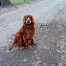 Irsk setter Vega nu himmelhund :,(