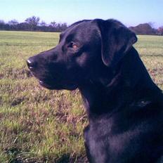 Labrador retriever Engbo's (Paw) Chester