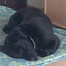 Labrador retriever Engbo's (Paw) Chester