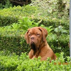 Dogue de bordeaux Anka (Himmelhund)