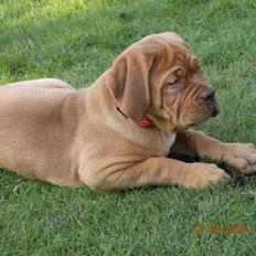 Dogue de bordeaux Anka (Himmelhund)