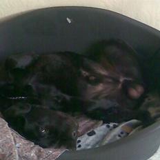 Labrador retriever Engbo's Max