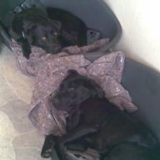 Labrador retriever Engbo's Max