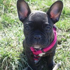 Fransk bulldog Stella