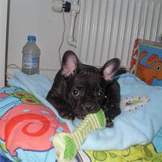 Fransk bulldog Stella