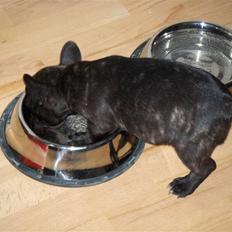 Fransk bulldog Spike Bouledogue Français