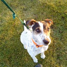 Jack russell terrier Fie    *SOLT*