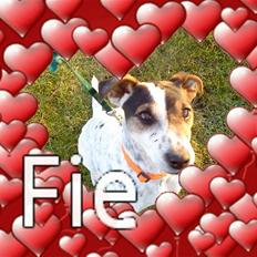 Jack russell terrier Fie    *SOLT*