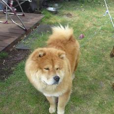 Chow chow Nybo's lady
